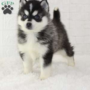 Tommy, Pomsky Puppy