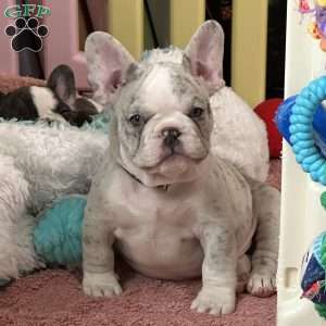 Levi, French Bulldog Puppy