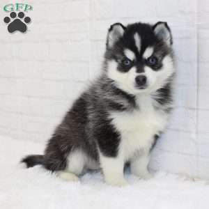Tommy, Pomsky Puppy