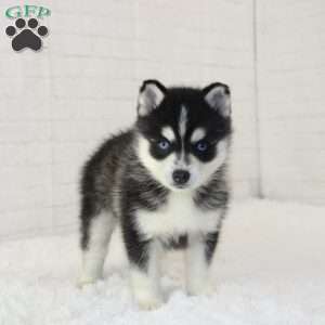 Teddy, Pomsky Puppy