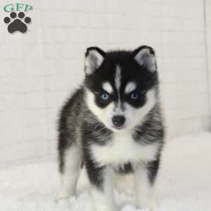 Teddy, Pomsky Puppy