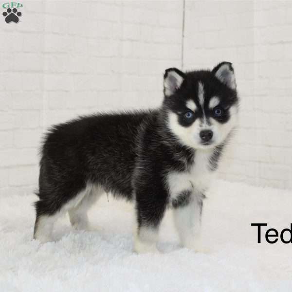 Teddy, Pomsky Puppy