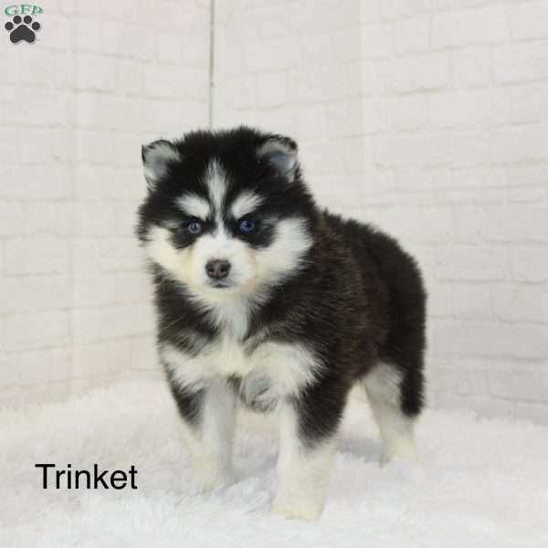 Trinket, Pomsky Puppy