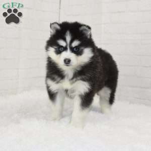 Trinket, Pomsky Puppy