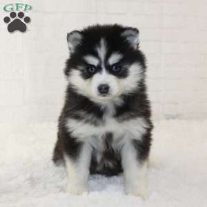 Trinket, Pomsky Puppy