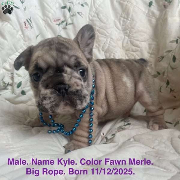 Kyle, French Bulldog Puppy