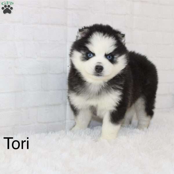 Tori, Pomsky Puppy