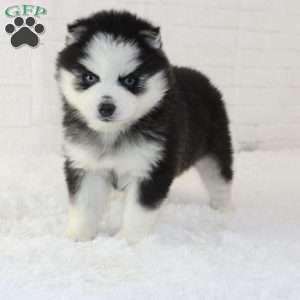 Tori, Pomsky Puppy