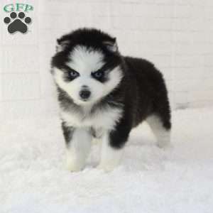 Tori, Pomsky Puppy