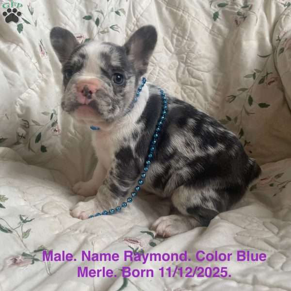Raymond, French Bulldog Puppy