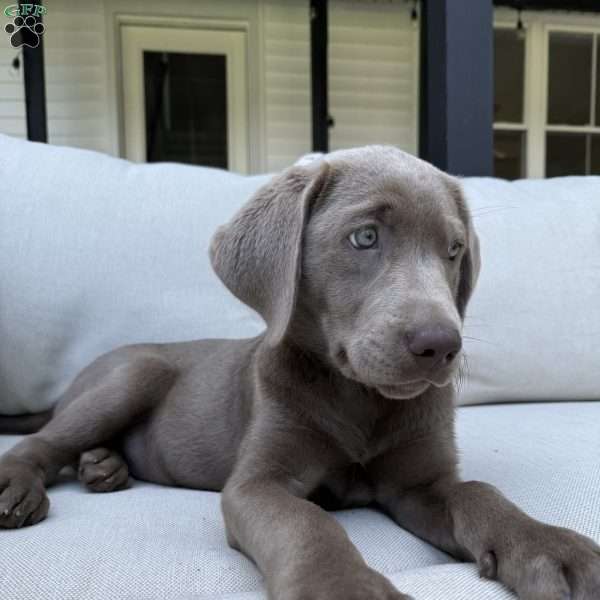 Prancer, Silver Labrador Retriever Puppy