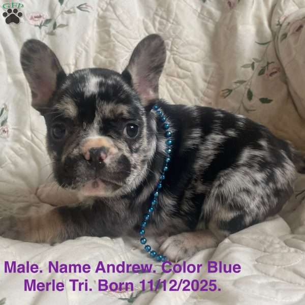 Andrew, French Bulldog Puppy