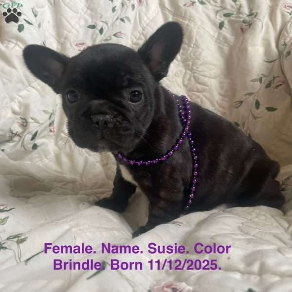 Susie, French Bulldog Puppy
