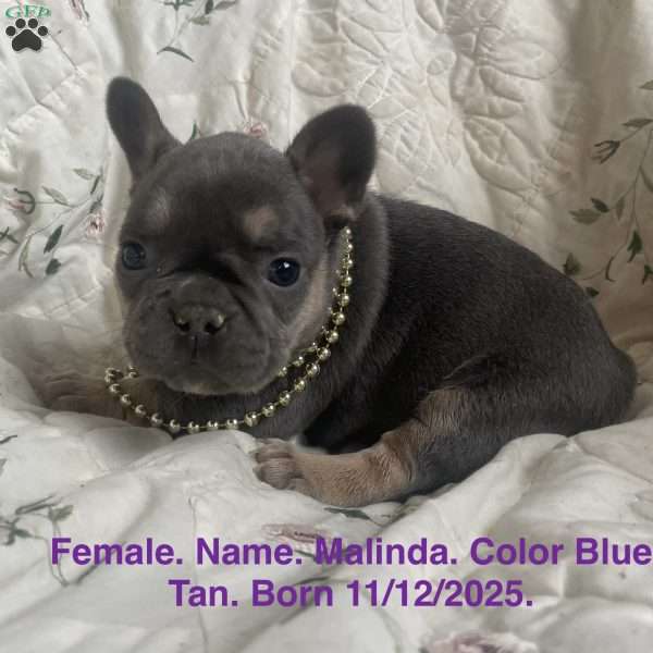 Malinda, French Bulldog Puppy