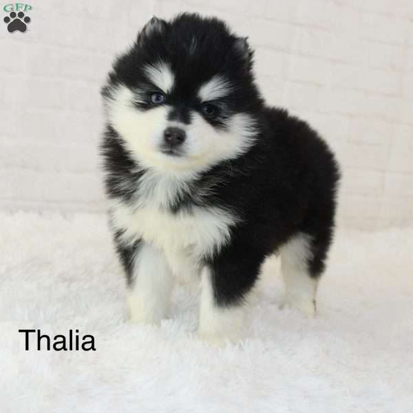 Thalia, Pomsky Puppy