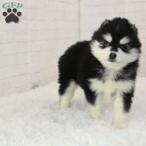 Thalia, Pomsky Puppy