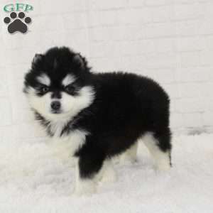 Thalia, Pomsky Puppy