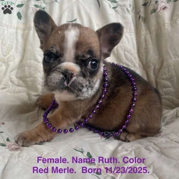 Ruth, French Bulldog Puppy