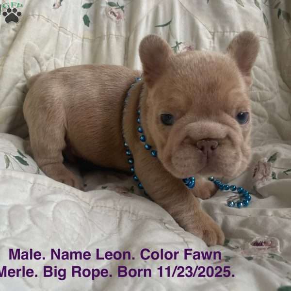 Leon, French Bulldog Puppy
