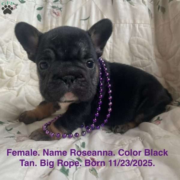 Roseanna, French Bulldog Puppy
