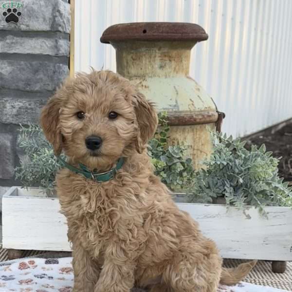 Henry, Goldendoodle Puppy
