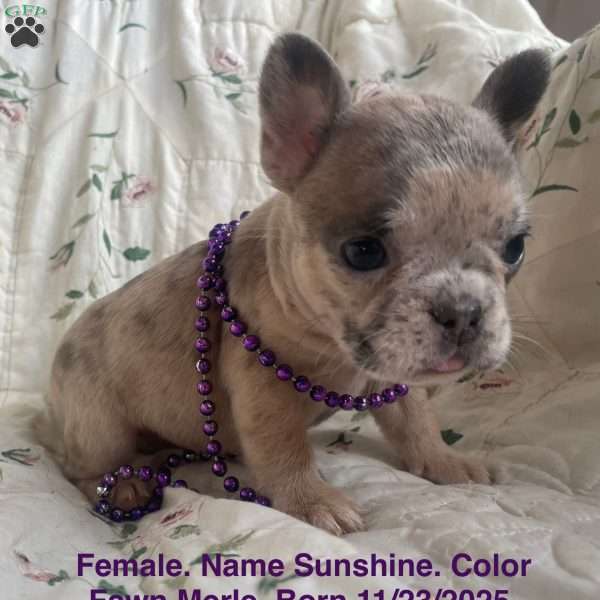 Sunshine, French Bulldog Puppy