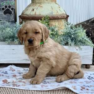 Rambo, Golden Retriever Puppy