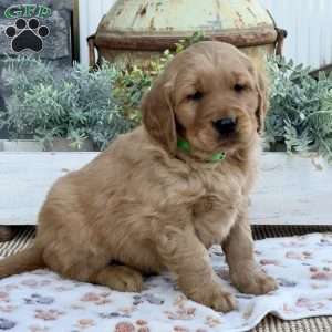 Rambo, Golden Retriever Puppy