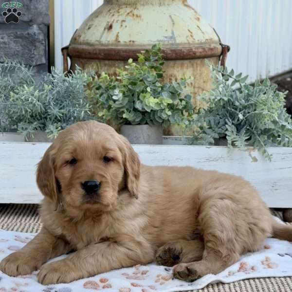 Rambo, Golden Retriever Puppy