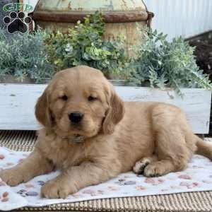 Ranger, Golden Retriever Puppy