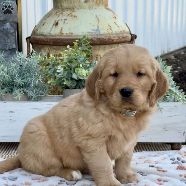 Ranger, Golden Retriever Puppy