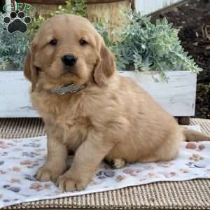 Ranger, Golden Retriever Puppy
