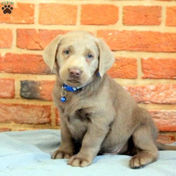 Ian, Silver Labrador Retriever Puppy