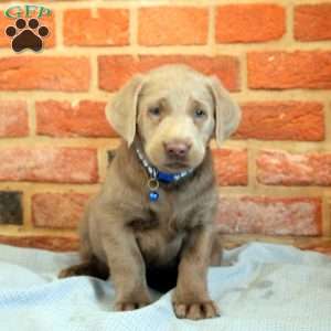 Ian, Silver Labrador Retriever Puppy