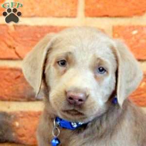 Ian, Silver Labrador Retriever Puppy