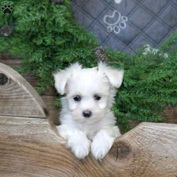 Icing, Bichon Frise Puppy