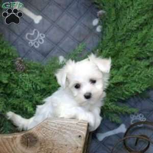 Icing, Bichon Frise Puppy