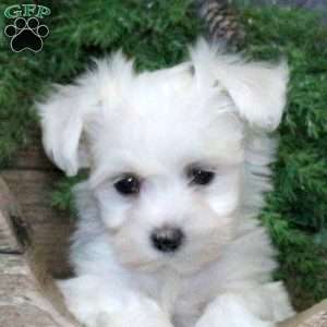 Icing, Bichon Frise Puppy