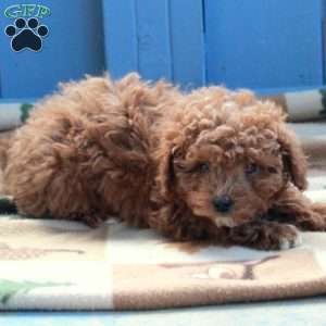 Ida, Toy Poodle Puppy