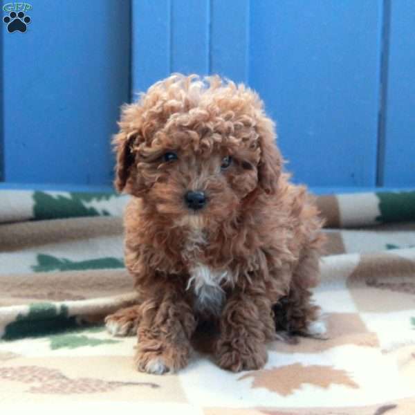 Ida, Toy Poodle Puppy