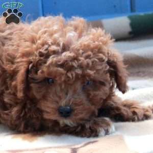 Ida, Toy Poodle Puppy