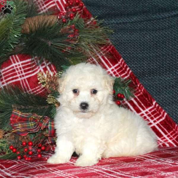 Idris, Bich-Poo Puppy