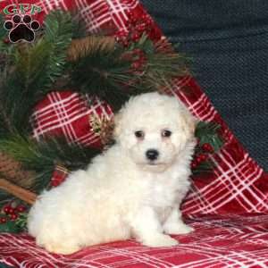 Idris, Bich-Poo Puppy