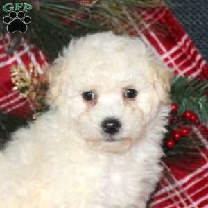 Idris, Bich-Poo Puppy