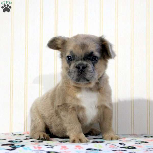 Iggy, French Bulldog Puppy