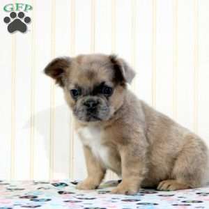 Iggy, French Bulldog Puppy