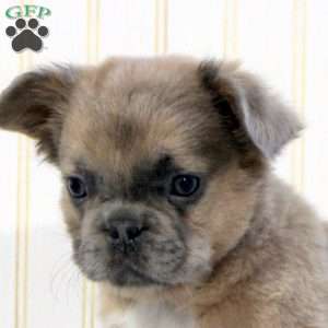 Iggy, French Bulldog Puppy