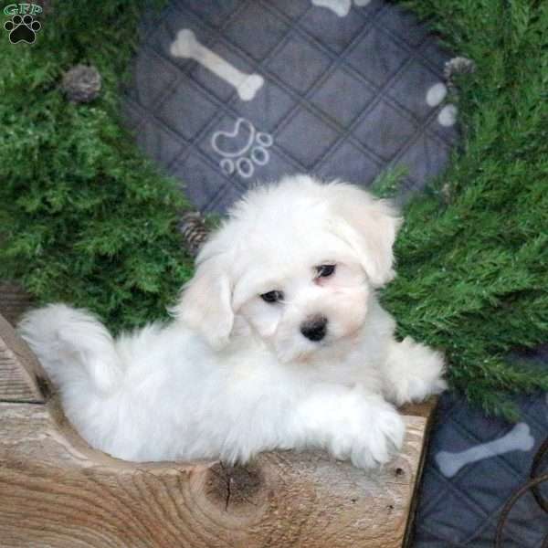 Igloo, Bichon Frise Puppy