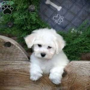 Igloo, Bichon Frise Puppy