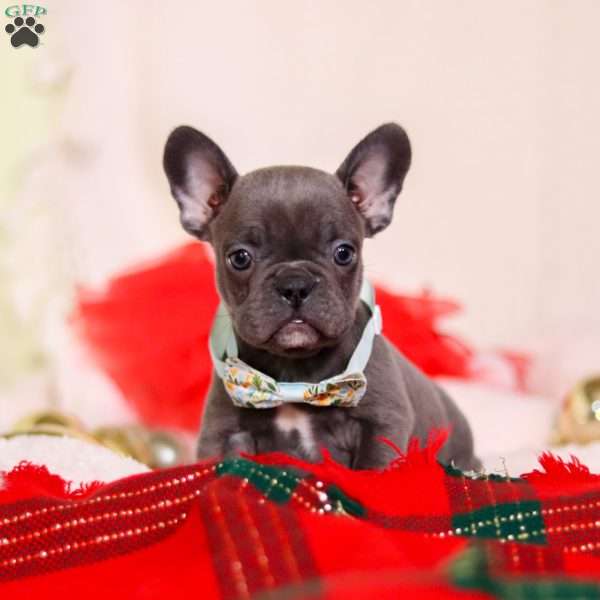 Ike, Frenchton Puppy